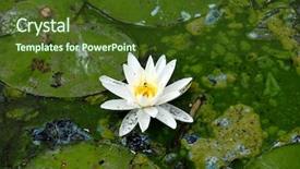  Presentation with pond - Colorful slide deck enhanced with eutrophisation - white lily on a pond backdrop and a tawny brown colored foreground