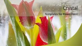  Presentation with ice frozen - PPT theme consisting of even christmas flower - ice lantern with red frozen background and a  colored foreground