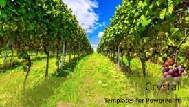 Presentation with grape - PPT layouts enhanced with even-rows-of-grape-bushes and a gold colored foreground