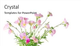  Presentation with blank whiteboard isolated on white - Beautiful presentation design featuring evening primrose isolated on white backdrop and a white colored foreground