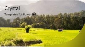  Presentation with rice field - Cool new presentation design with evening walk in rice field backdrop and a light gray colored foreground