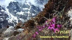  Presentation with purple flowers - Cool new slide set with everest-trek-small-purple-flowers backdrop and a tawny brown colored foreground