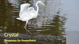  Presentation with companion - Amazing PPT theme having alligators - alligator and blue heron companion backdrop and a tawny brown colored foreground