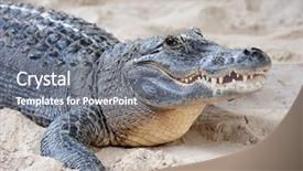  Presentation with miami - Presentation design having crocodiles - alligator closeup on sand background and a gray colored foreground