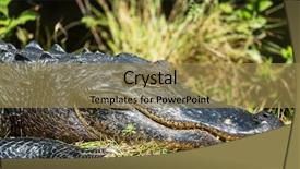  Presentation with florida - Slide deck enhanced with alligator in florida background and a coral colored foreground