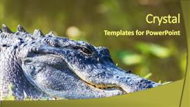  Presentation with florida - Colorful PPT theme enhanced with  backdrop and a  colored foreground