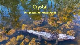  Presentation with florida - Presentation theme featuring everglades - alligator in florida background and a tawny brown colored foreground