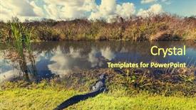  Presentation with florida - Presentation theme featuring everglades - alligator in florida background and a tawny brown colored foreground