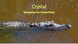  Presentation with florida - Cool new theme with everglades national park florida usa backdrop and a tawny brown colored foreground