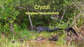  Presentation with florida - PPT theme featuring everglades national park florida usa background and a tawny brown colored foreground