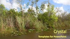  Presentation with florida - Presentation theme featuring everglades national park florida usa background and a tawny brown colored foreground