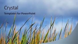  Presentation with pond - Cool new PPT theme with everglades sawgrass and pond backdrop and a light blue colored foreground