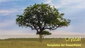  Presentation with african sunset - PPT layouts consisting of evergreen-acacia-with-fruits-african background and a tawny brown colored foreground