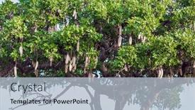  Presentation with african sunset - Colorful presentation design enhanced with evergreen-acacia-with-fruits-windy backdrop and a lemonade colored foreground
