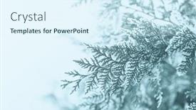  Presentation with winter scene - Cool new theme with evergreen-branches-with-hoarfrost-close backdrop and a sky blue colored foreground
