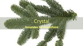  Presentation with animated christmas tree - Theme enhanced with evergreen-christmas-fir-pine-tree background and a tawny brown colored foreground
