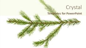  Presentation with fir tree - Theme consisting of evergreen-christmas-fir-pine-tree background and a cream colored foreground