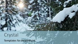  Presentation with winter evergreen forest - PPT theme with evergreen-coniferous-branch-of-firtrees background and a light blue colored foreground