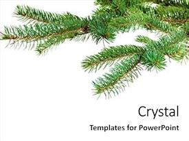 Conifer Evergreen Forest Branch PPT template 23 | CrystalGraphics