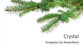  Presentation with branch - Presentation enhanced with pink storm clouds at sunset background and a gray colored foreground