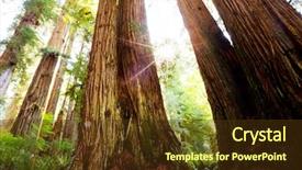  Presentation with giant sequoia and the generals - Theme having evergreen forest - sequoia background and a tawny brown colored foreground