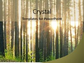 Evergreen Forest Sunset In The Woods PPT template 62 | CrystalGraphics