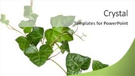  Presentation with vine - PPT theme having evergreen ivy twigs isolated background and a white colored foreground