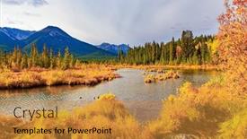  Presentation with summer trees - Presentation theme enhanced with evergreen-spruce-trees-grow background and a gold colored foreground