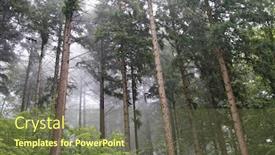  Presentation with trees - Presentation theme with evergreen-trees-and-undergrowth background and a tawny brown colored foreground