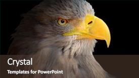  Presentation with evil - Colorful presentation enhanced with evil eye eagle - haliaeetus albicilla backdrop and a tawny brown colored foreground