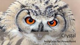  Presentation with evil - Slides consisting of evil eyes angry eagle owl background and a light gray colored foreground