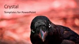  Presentation with raven - Theme enhanced with evil looking crow australian raven background and a coral colored foreground
