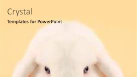  Presentation with evil - Amazing presentation theme having evil looking easter bunny rabbit backdrop and a light gray colored foreground