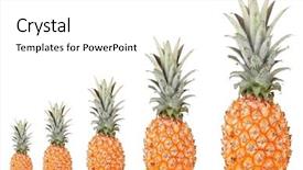  Presentation with evolution - Presentation featuring evolution concept ripe pineapples isolated background and a white colored foreground