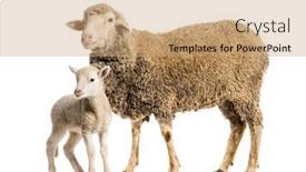  Presentation with sheep - PPT theme with ewe-sopravissana-sheep and a  colored foreground