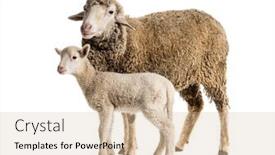  Presentation with sheep - PPT layouts consisting of ewe-sopravissana-sheep and a soft green colored foreground