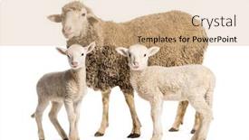  Presentation with sheep - Presentation design featuring ewe-sopravissana-sheep and a  colored foreground