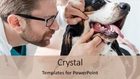  Presentation with teeth - Cool new PPT theme with hair examination - closeup of doctor examining dog's backdrop and a coral colored foreground