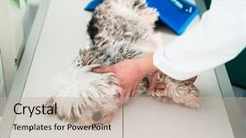  Presentation with examination - Beautiful slide set featuring hair examination - close-up of a doctor's hand backdrop and a mint green colored foreground