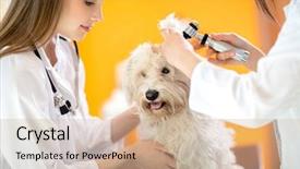  Presentation with therapy dog - Presentation theme consisting of pet therapy - ear examination of cute maltese background and a coral colored foreground