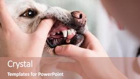  Presentation with teeth - Beautiful presentation design featuring examinations - close-up of a dog teeth backdrop and a coral colored foreground