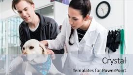  Presentation with holistic clinic - Theme having examinations - female veterinarian examining dog background and a lemonade colored foreground