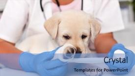  Presentation with wound care - Colorful presentation enhanced with examinations - sad puppy dog having its backdrop and a light blue colored foreground