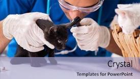  Presentation with vet - Theme having examining kittens in animal hospital background and a light blue colored foreground