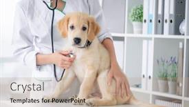  Presentation with vet - Theme with examining-of-lovely-dog background and a coral colored foreground