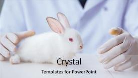  Presentation with metabolic syndrome doctor examining - Slide deck featuring examining rabbit in pet hospital background and a sky blue colored foreground