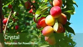  Presentation with fruits - PPT theme with excellent fruits of plum tree background and a tawny brown colored foreground
