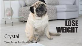  Presentation with motivation - Cool new PPT theme with excess body fat wellness - motivation quote lose weight backdrop and a light gray colored foreground