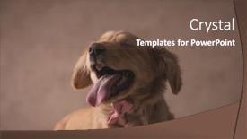  Presentation with tongue - Audience pleasing slide set consisting of excited-adorable-labrador-retriever-pup backdrop and a violet colored foreground