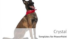  Presentation with puppy - Slide set having excited-belgian-shepherd-puppy-wearing background and a white colored foreground
